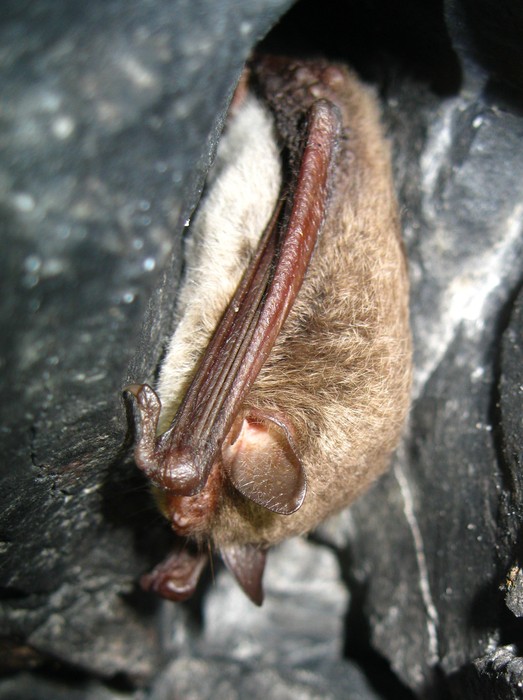Wasserfledermaus (Myotis daubentonii) - © Oliver Gebhardt Wasserfledermaus (Myotis daubentonii) - © Oliver Gebhardt